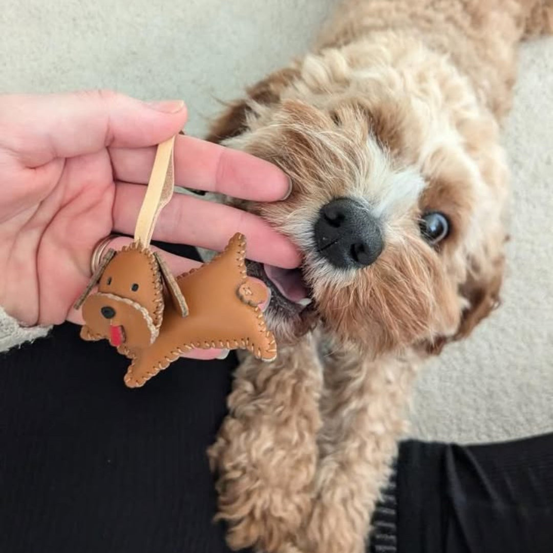 Dog Collection